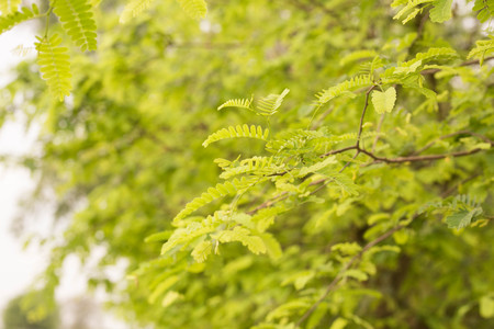 Young tamarind leaves and blurred natural green leaves background, can be use for Tomyam Thai food.の写真素材