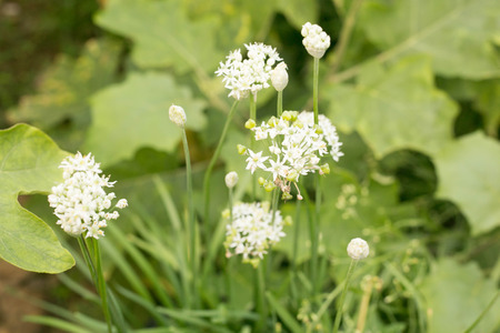 Flower of Garlic chives, Gui-Chaiの写真素材