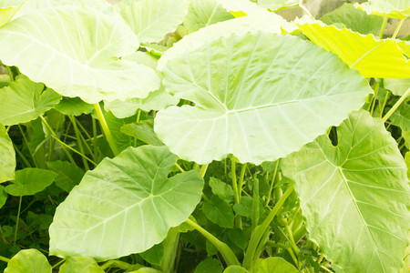 elephant ear leaf texture natural backgroundの写真素材