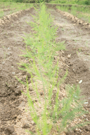 Asparagus plantの写真素材