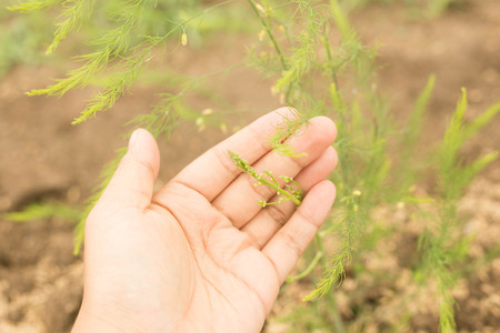 Asparagus plantの写真素材