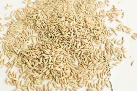 Some rice paddy showing by farmerの写真素材