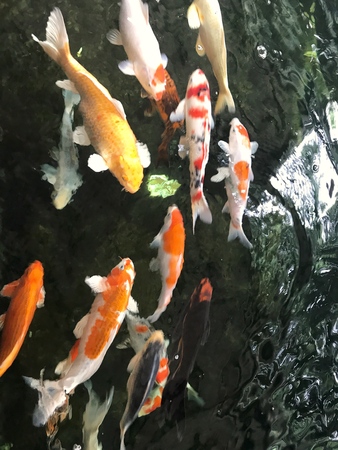 Koi, Fancy Carp are swimming in above with black background Beautiful colored fishes like Koi, Carp seen swimming in the water. The color of the water looks black, Japanese fishes.の写真素材