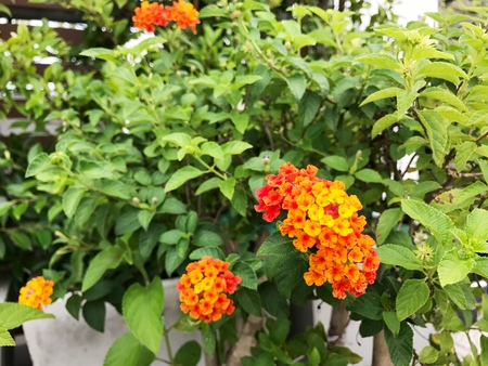 Lantana camara, Linnの写真素材