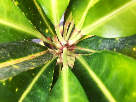 green leaf background, green fresh natural background.の写真素材