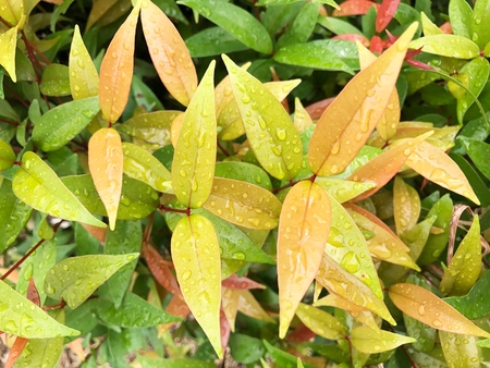 green leaf background, green fresh natural background.の写真素材