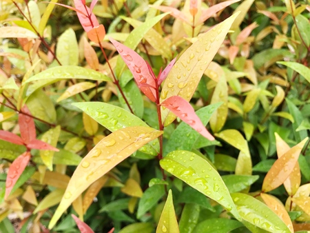 green leaf background, green fresh natural background.の写真素材