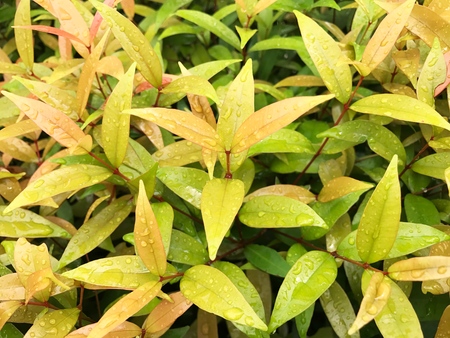 green leaf background, green fresh natural background.の写真素材