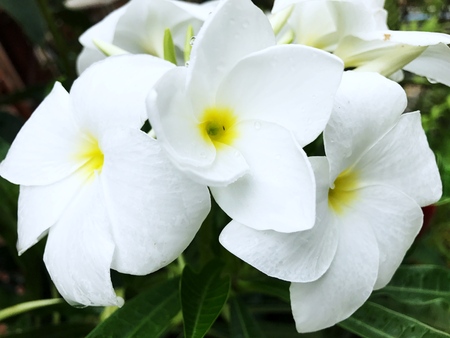 white flowers, natural backgroundの写真素材