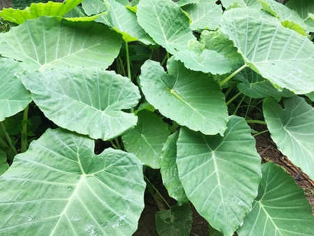 Alocasia macrorrhizos, Tropical Elephant Ear Leaf, green natural background.の写真素材