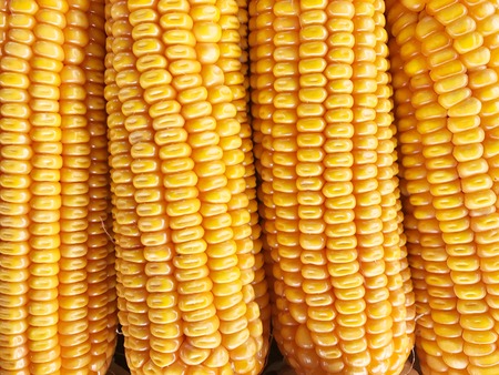 Dry yellow corn isolated food background.の写真素材