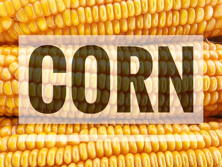 Corn words on Dry yellow corn isolated food background.の写真素材