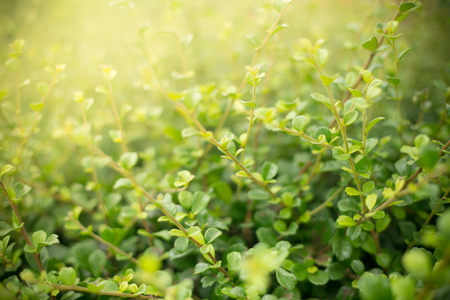 Green natural background.の写真素材