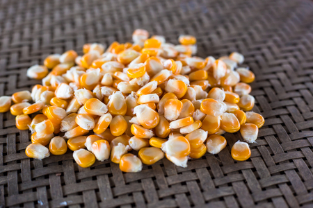 Measurement moisture of dry yellow corn,close up yellow dried corn for background, dried corn for popcorn of animal feed.の写真素材