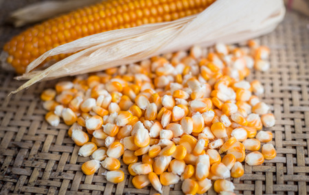 Measurement moisture of dry yellow corn,close up yellow dried corn for background, dried corn for popcorn of animal feed.の写真素材