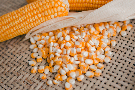 Measurement moisture of dry yellow corn,close up yellow dried corn for background, dried corn for popcorn of animal feed.の写真素材