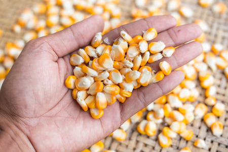 Measurement moisture of dry yellow corn,close up yellow dried corn for background, dried corn for popcorn of animal feed.の写真素材