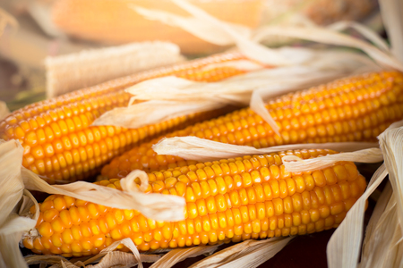 Measurement moisture of dry yellow corn,close up yellow dried corn for background, dried corn for popcorn of animal feed.の写真素材