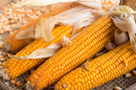 close up yellow dried corn for background, dried corn for popcorn of animal feed.の写真素材