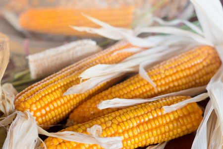 close up yellow dried corn for background, dried corn for popcorn of animal feed.の写真素材