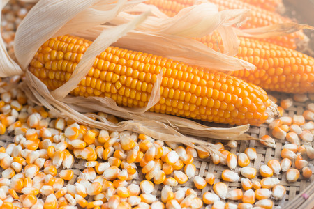close up yellow dried corn for background, dried corn for popcorn of animal feed.の写真素材