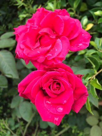 Red roses, queen of flower.の写真素材