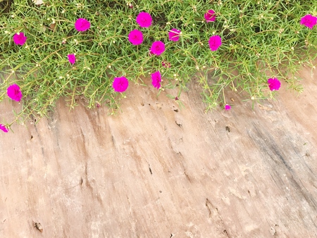Rose mose, pink flower and copy space.の写真素材
