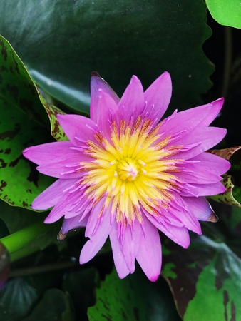 Purple lotus, natural background.の写真素材