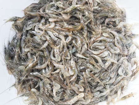 LANCHESTER'S FRESHWATER PRAWN,tiny freshwater shrimp.