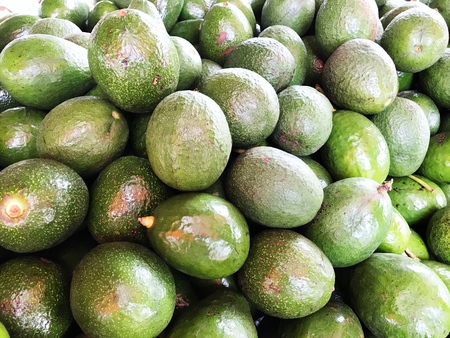 Fresh Avocados.の写真素材