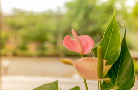 Pink Flamingo Flower on green natural background.の写真素材