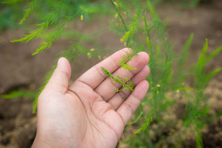Manually touching of green asparagus, Fresh Green Asparagus plant in hands of a farmer.の写真素材