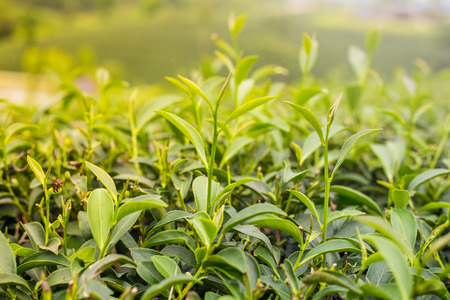 Green tea bud and fresh leaves. Tea plantations in Chiangrai province, the north of Thailand.の写真素材