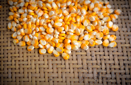 dry yellow corn,close up yellow dried corn for background, dried corn for popcorn of animal feed.の写真素材