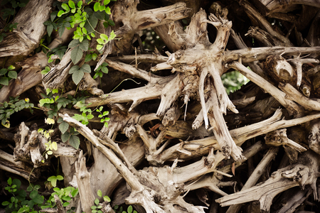 tree roots and cover plantの写真素材