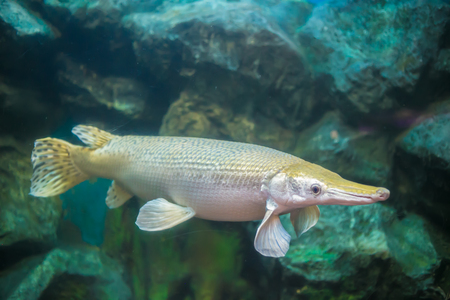 Close up of freshwater fish in aquarium.の写真素材