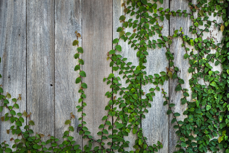 Wood wall with coat plants.の写真素材