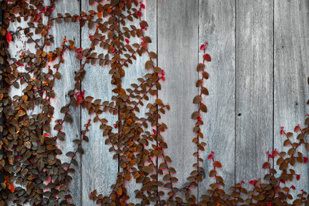 Wood wall with coat plants.の写真素材