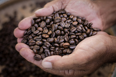 roasted coffee beans in hand, can be used as a backgroundの写真素材