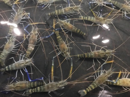 fresh shrimps, big prawns in water.の写真素材