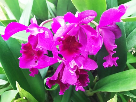Pink orchid, beautiful flowerの写真素材