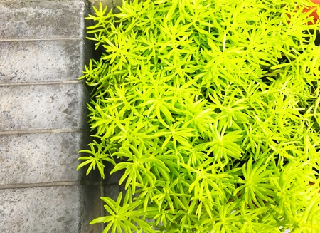 green leaves, fresh green natural background.の写真素材