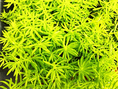 green leaves, fresh green natural background.の写真素材