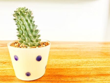cactus on wooden tableの写真素材