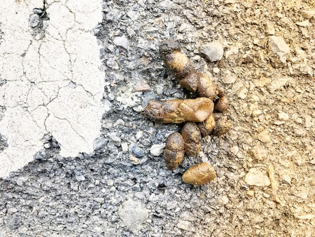 Scurry from dog on streetの写真素材