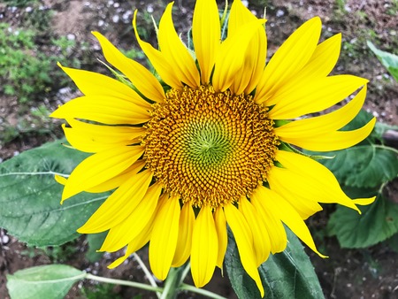 Sunflowerの写真素材