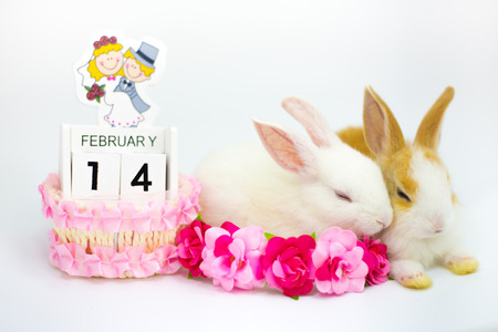 Two rabbits sitting on pink flowers with calendar 14 February, isolated white background.の写真素材