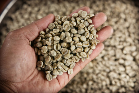 Hand holding dried coffee beans before roasting.の写真素材