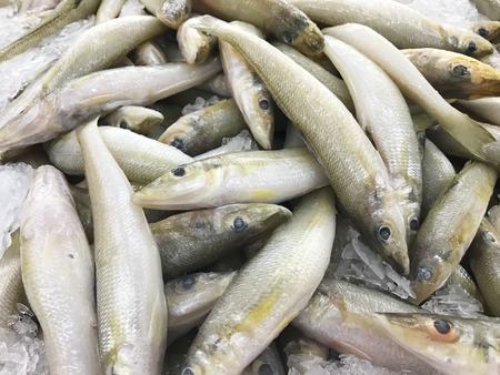 Shishamo fish.