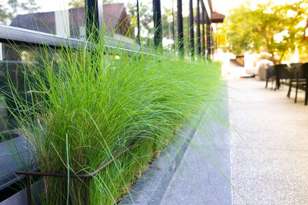 plant decoration front of restaurant.の写真素材
